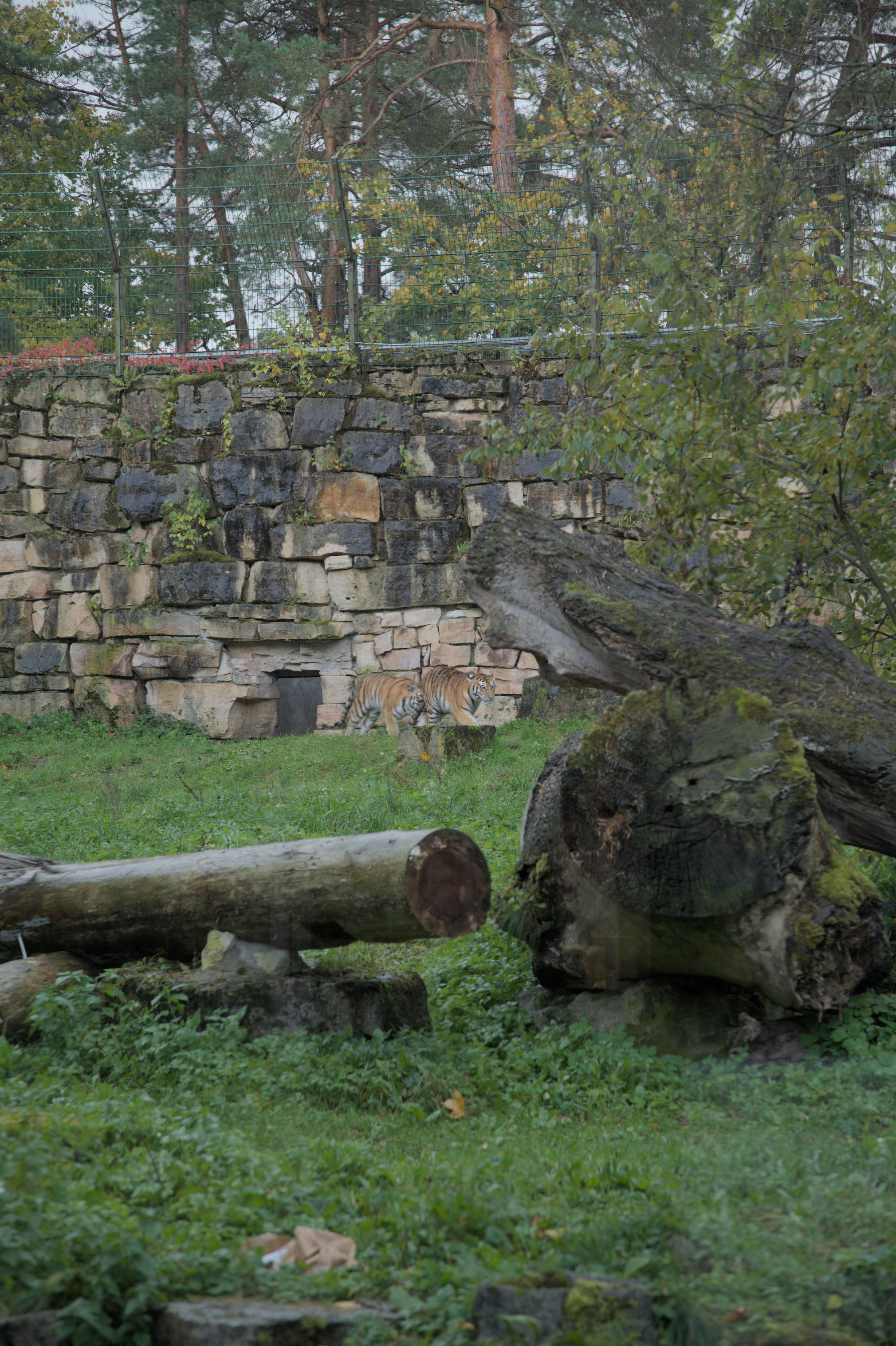 2025/10/12 - zoo/DSC_0111.jpg